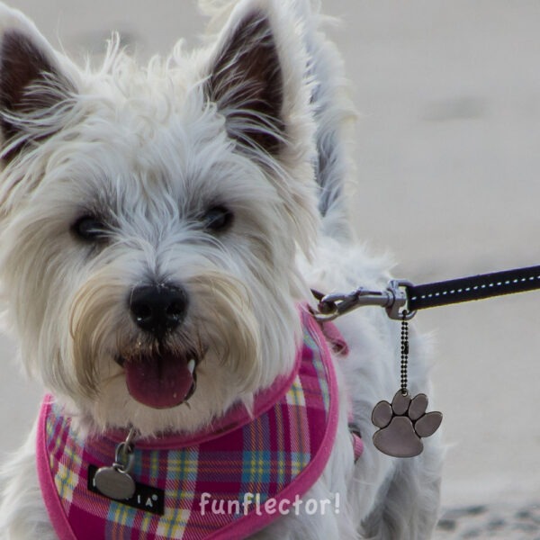 Cute dog with paw print safety reflector for walking in the dark - by funflector