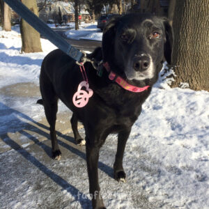 Pink love and peace safety reflector for dog walking by funflector