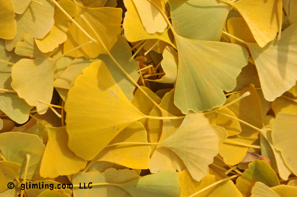 Fallen yellow ginkgo leaves by the funflector blog