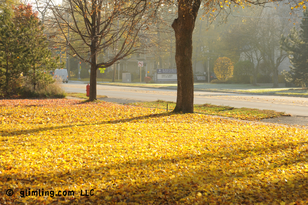 Yellow fall leaves by the funflector blog