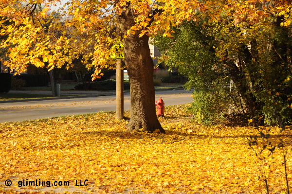 Yellow fall leaves by the funflector blog