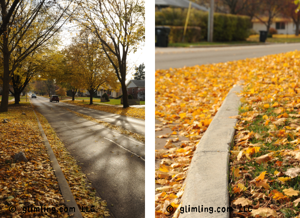 Yellow fall leaves by the funflector blog