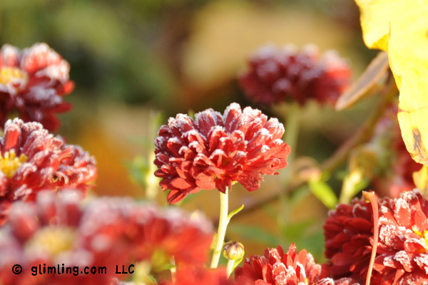 Mums with frost by the funflector blog