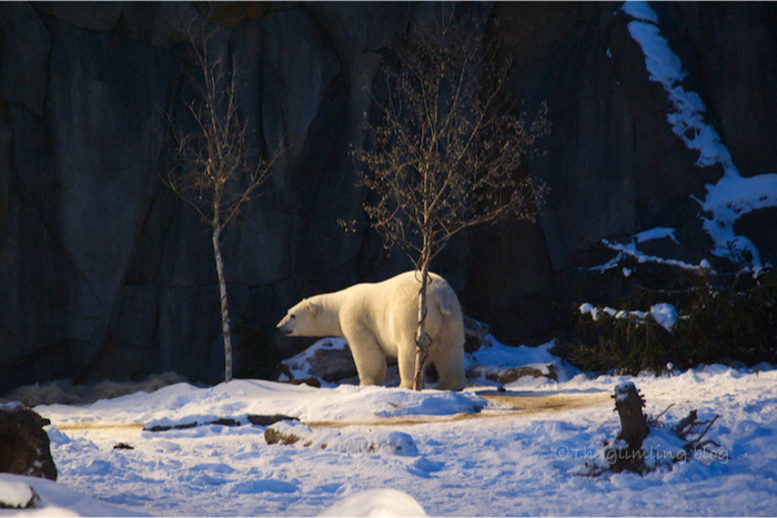 Polar bear during the blue hour at Brookfield Zoo, Chicago, December 28, 5 pm.