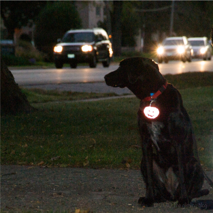 safety reflector on dog and cars in the dark