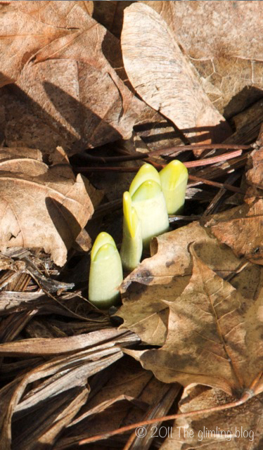 Signs of spring!